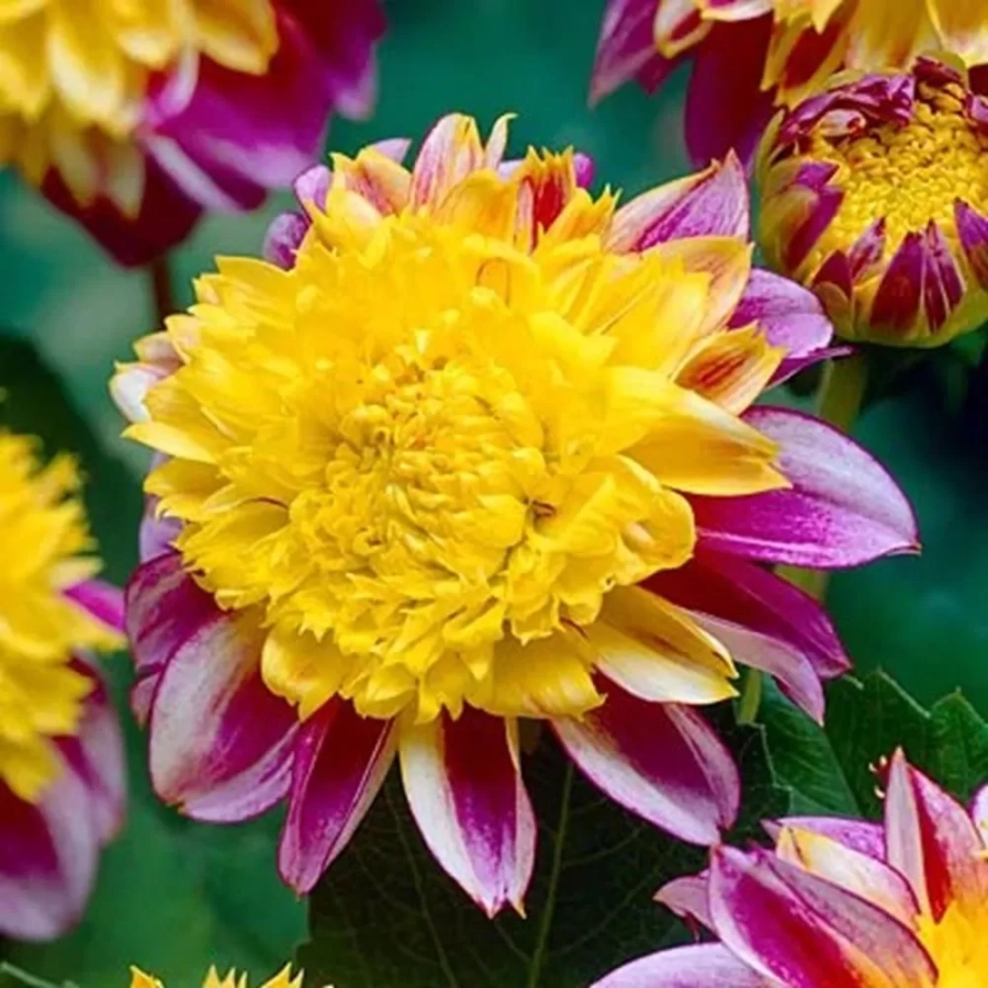 dalie-boogie-woogie2 Rizomi de Dalie Boogie Woogie 1