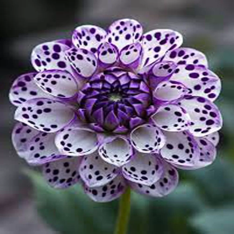 Rizomi de Dalie Boom Boom Purple 1