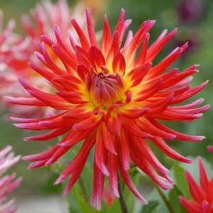 Rizomi de Dalie Bora Bora 1