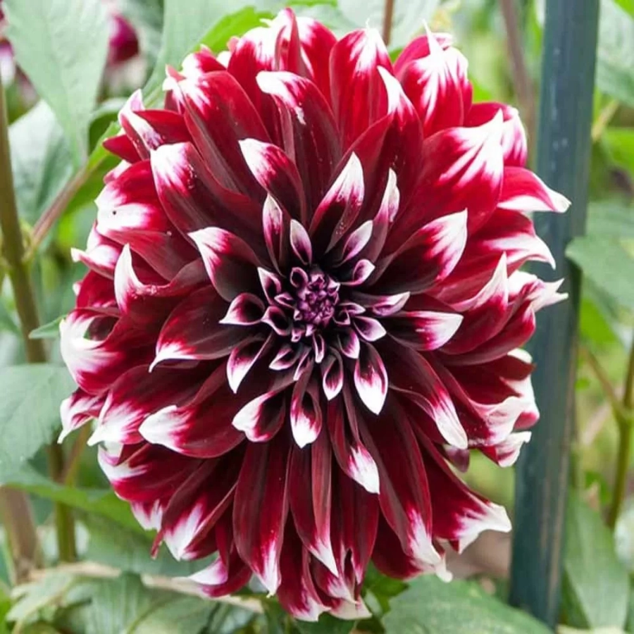 Rizomi de Dalie Contraste 1