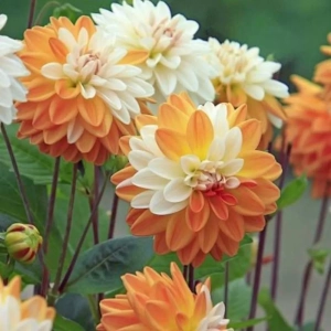 Rizomi de Dalie Coup de Soleil 1