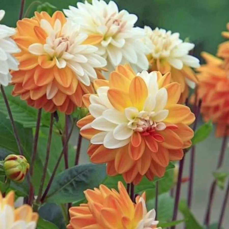 dalie-coup-de-soleil Rizomi de Dalie Coup de Soleil 1