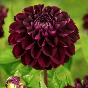 Rizomi de Dalie Dark Spirit 1