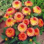 Rizomi de Dalie Delighting Glow 1