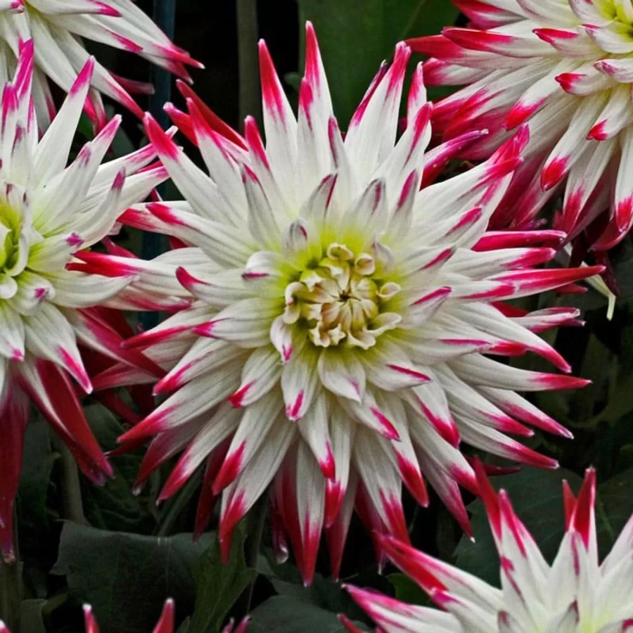 dalie-dutch-explosion Rizomi de Dalie Dutch Explosion 1