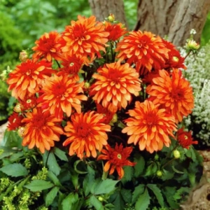 Rizomi de Dalie Gallery Art Deco 1