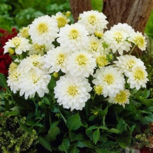 Rizomi de Dalie Gallery Art Fairy 1