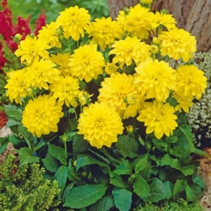 Rizomi de Dalie Gallery Cezanne 1