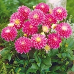 Rizomi de Dalie Gallery Rembrandt 1