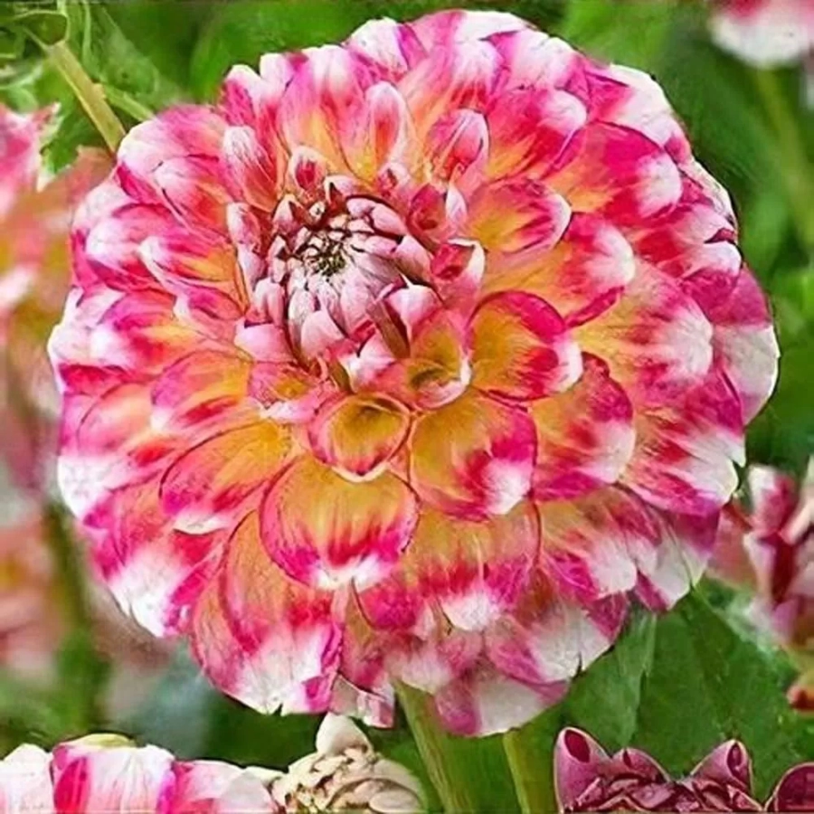 dalie-hawaii Rizomi de Dalie Hawaii 1