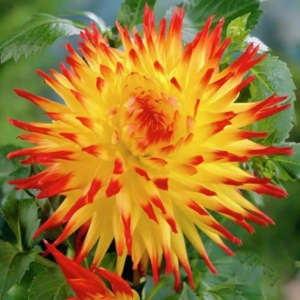 Rizomi de Dalie Jessica 1