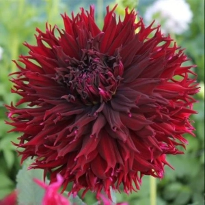 Rizomi de Dalie Kenora macop B 1