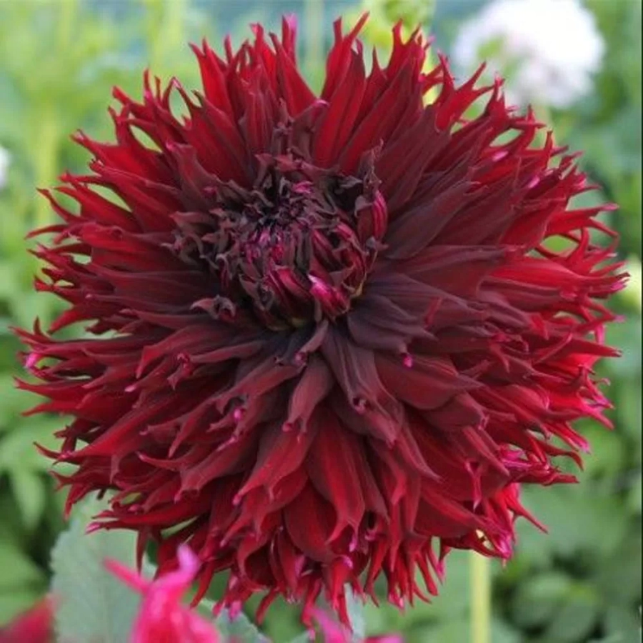 Rizomi de Dalie Kenora macop B 1