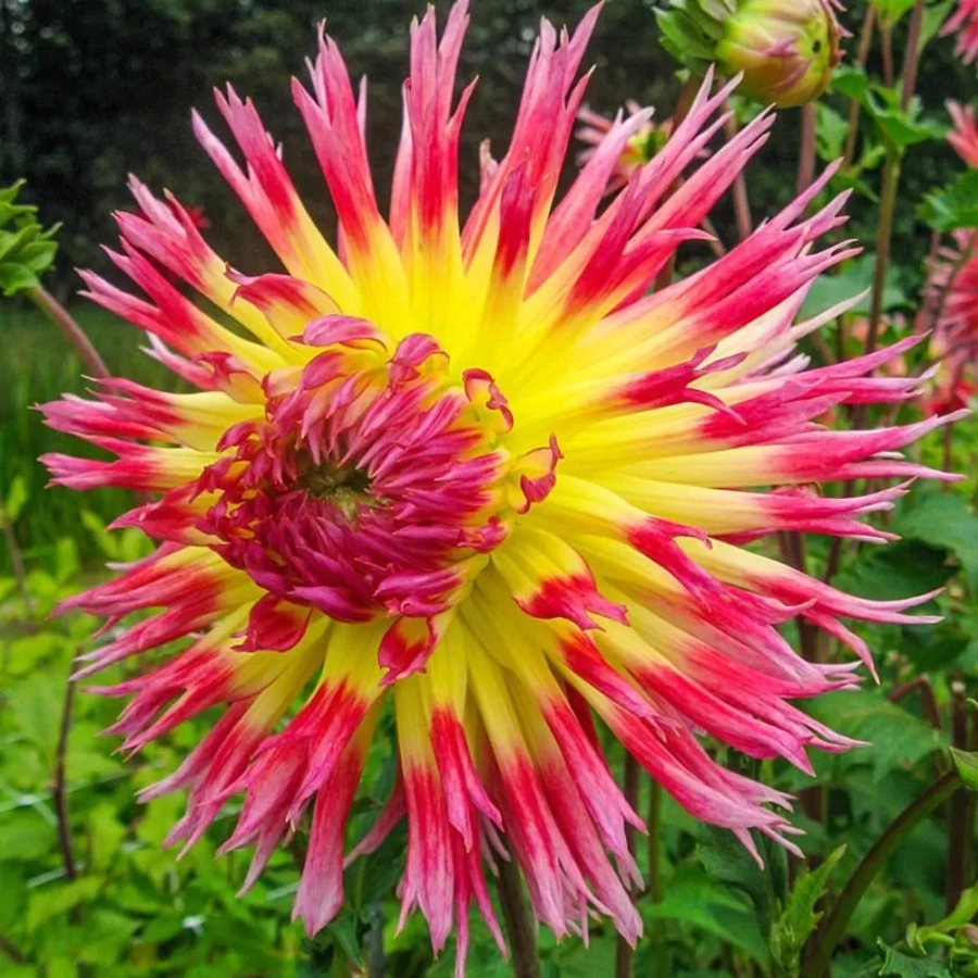 Rizomi de Dalie Lindsay Michelle 1