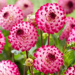 Rizomi de Dalie Little Robert 1