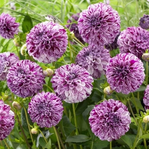 Rizomi de Dalie Marble Ball 1