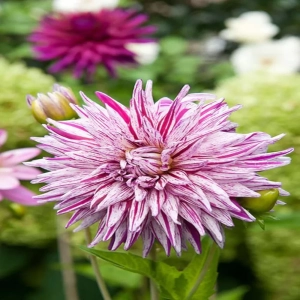 Rizomi de Dalie Mick's Peppermint 1