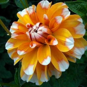 Rizomi de Dalie Orange Double 1