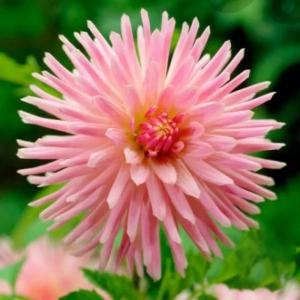 Rizomi de Dalie Park Princess 1