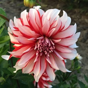 Rizomi de Dalie Penny Lane 1