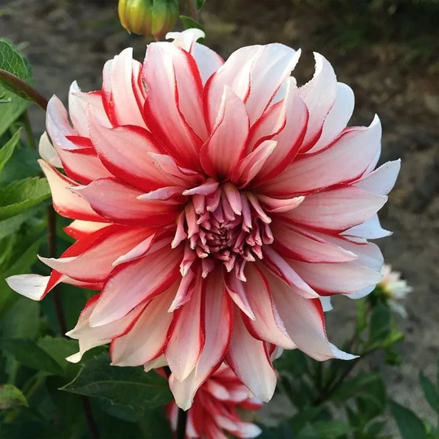 dalie-penny-lane Rizomi de Dalie Penny Lane 1