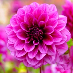 Rizomi de Dalie Pitica Pink 1