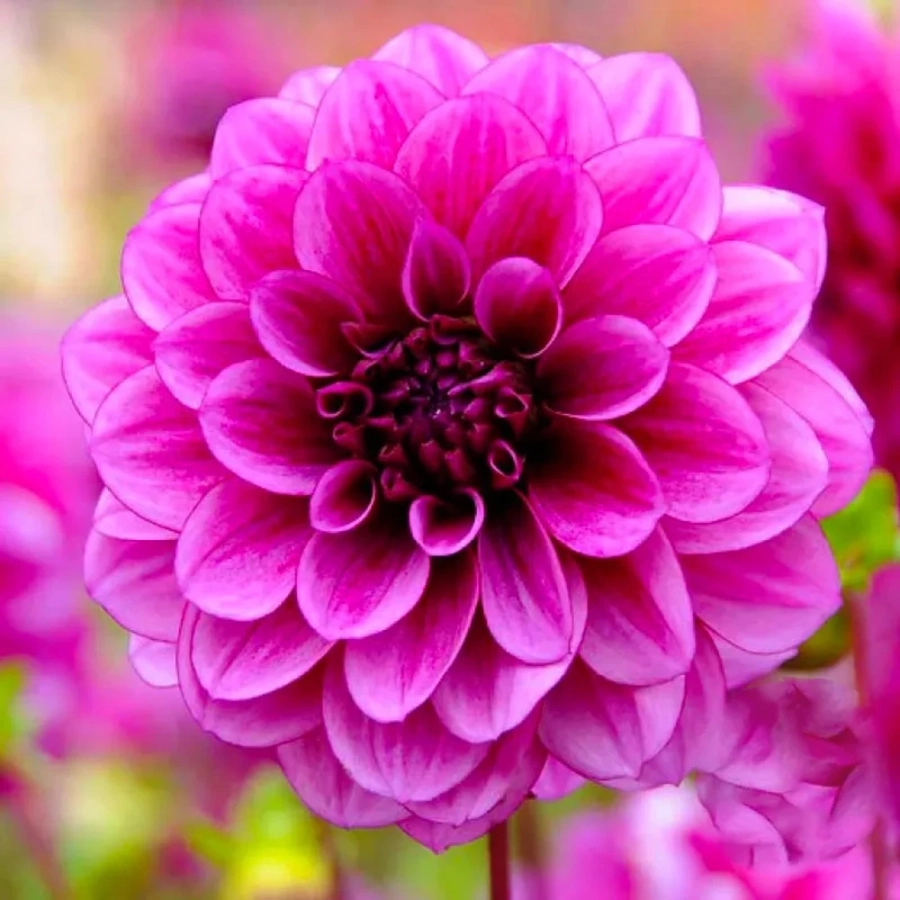 Rizomi de Dalie Pitica Pink 1