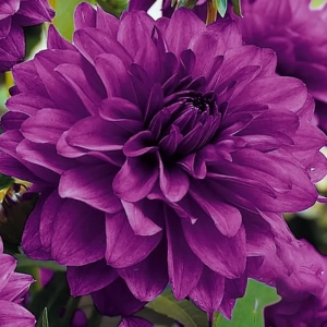 Rizomi de Dalie Pitica Purple 1