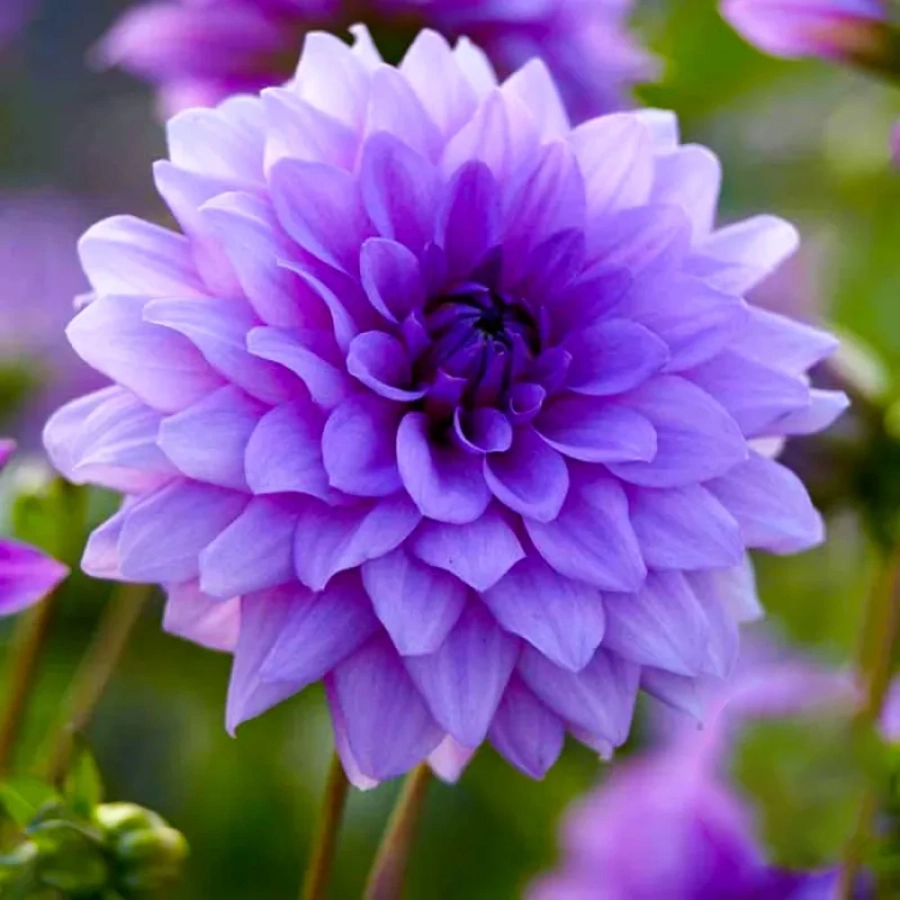 dalie-pitica-violet Rizomi de Dalie Pitica Violet 1