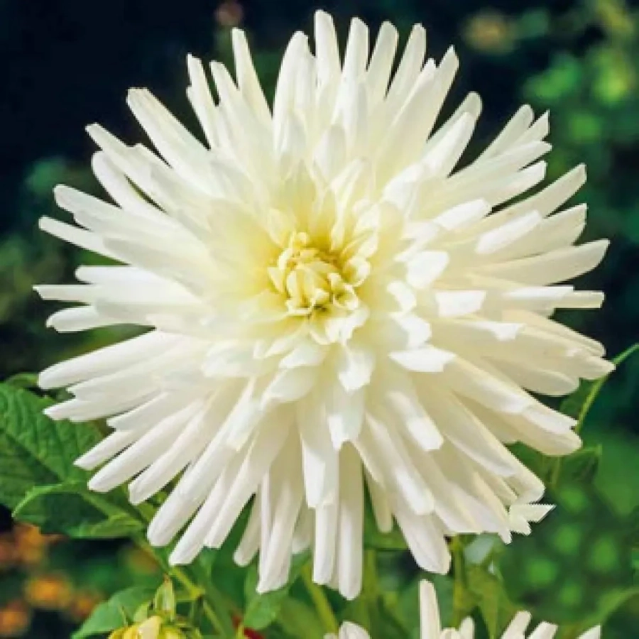 dalie-play-blanca Rizomi de Dalie Play Blanca 1