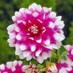 Rizomi de Dalie Princeless Pink 1