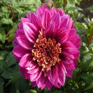 Rizomi de Dalie Purple Puff 1