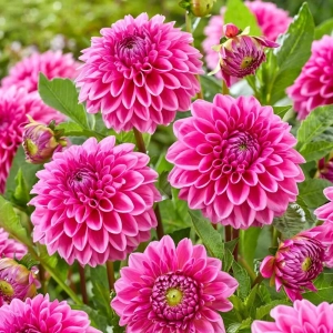 Rizomi de Dalie Sandra 1