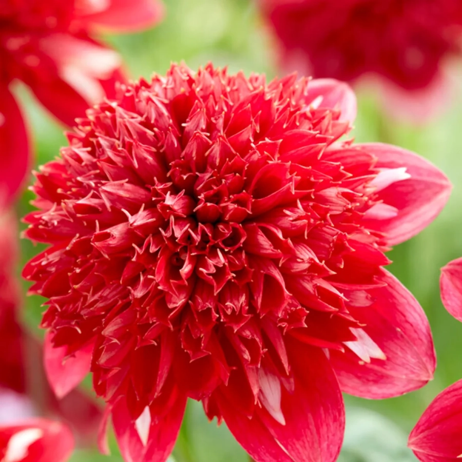 dalie-speech Rizomi de Dalie Speech 1