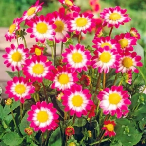 Rizomi de Dalie Sweetheart 1