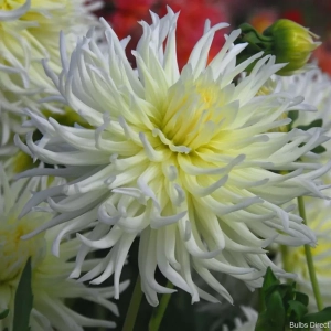 Rizomi de Dalie White Star 1