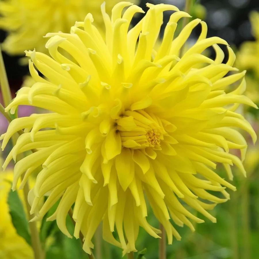 Rizomi de Dalie Yellow Star 1