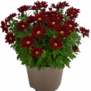 Crizanteme Timpurii - Dark Red - La Ghiveci - Inaltime 30 - 40 cm 1