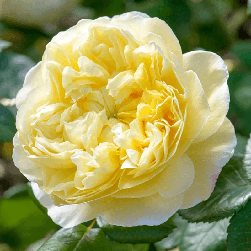 darwin2 Trandafir "David Austin - Charles Darwin" - Ghiveci 3L - anul 3 1