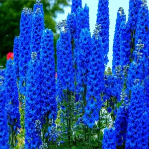 Delphinium Blue - Ghiveci 3 L - Inaltime 60 - 50 cm 1