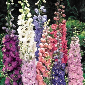 Delphinium Mix 1