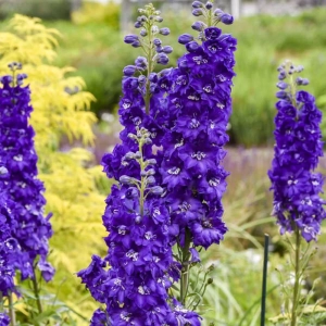 Delphinium Purple 1