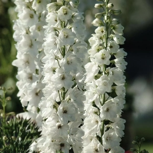 Delphinium White - Ghiveci 3 L - Inaltime 60 - 50 cm 1