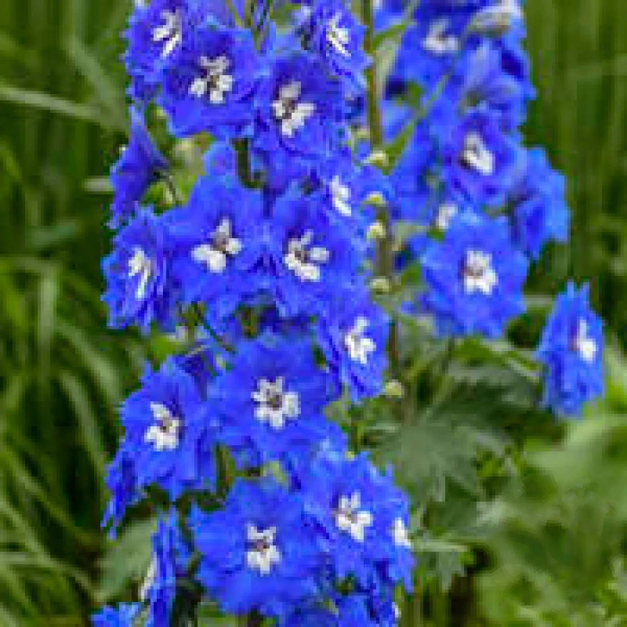 Delphinium Blue 1