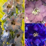 Delphinium Mix 3 1