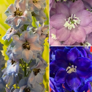 Delphinium Mix 3 1