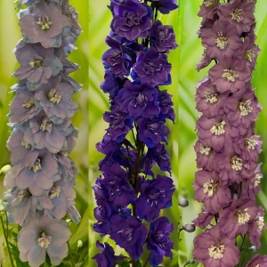 Delphinium Mix 3 2