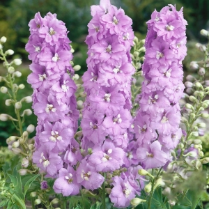 Delphinium Pink 1