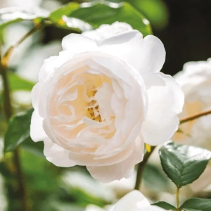 Trandafir "David Austin - Desdemona" - Ghiveci 3L - anul 3 1