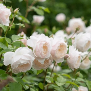 Trandafir "David Austin - Desdemona" - Ghiveci 3L - anul 3 2